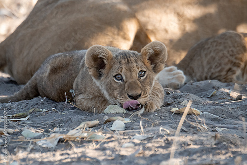 In the heart of Khwai, Botswana, a lion cub plays gently with its mother in 2025 – a touching moment of affection, playfulness, and the wild bonds of Africa - Animal of africa