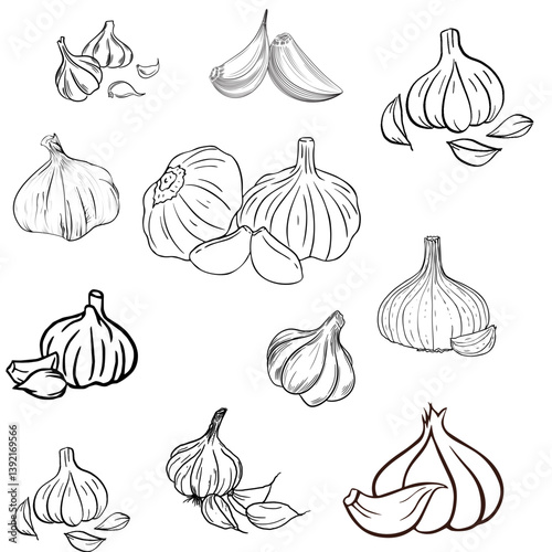 set of garlic,vegetable line drawing garlic