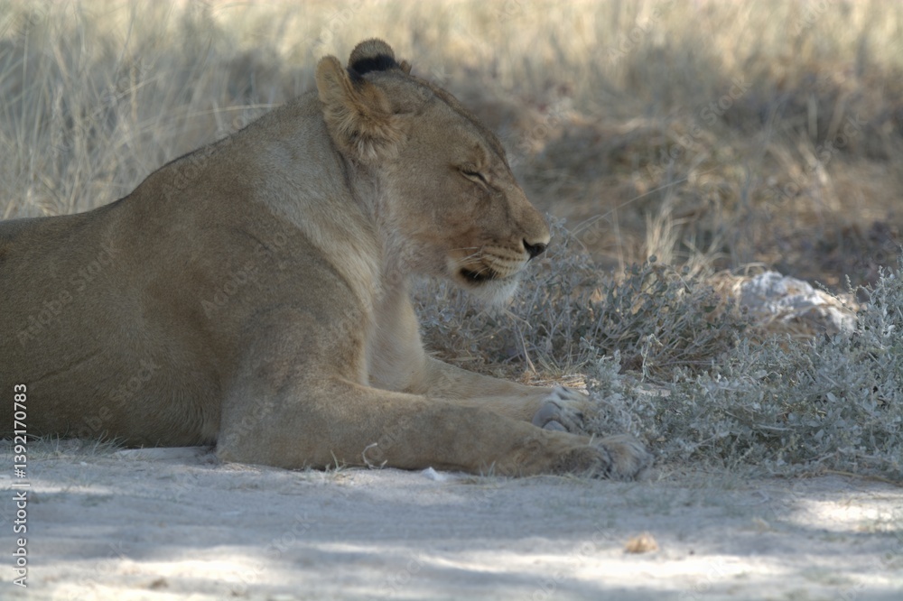 Obraz premium Lioness in wild savannah - Animal of africa , Family of Lions in Golden Grass 