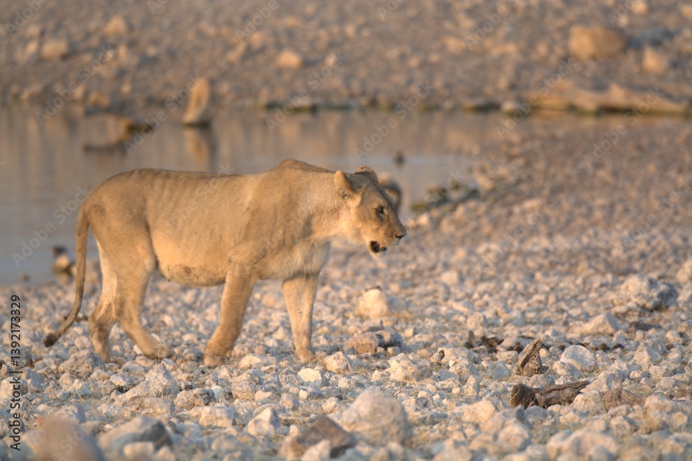 Naklejka premium Lioness in wild savannah - Animal of africa , Family of Lions in Golden Grass 