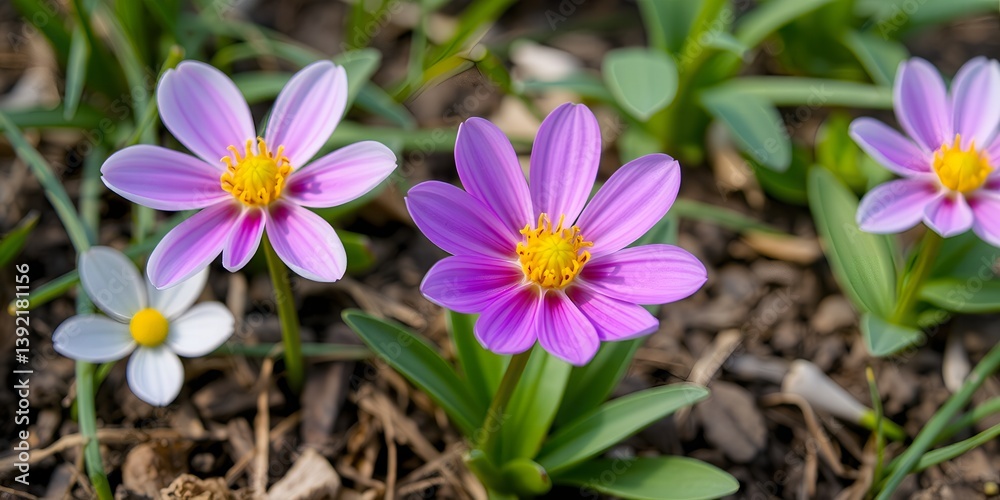 Vibrant Purple and White Flowers Blooming in a Garden Bed Vibrant Purple and White Flowers Blooming in a Garden Bed