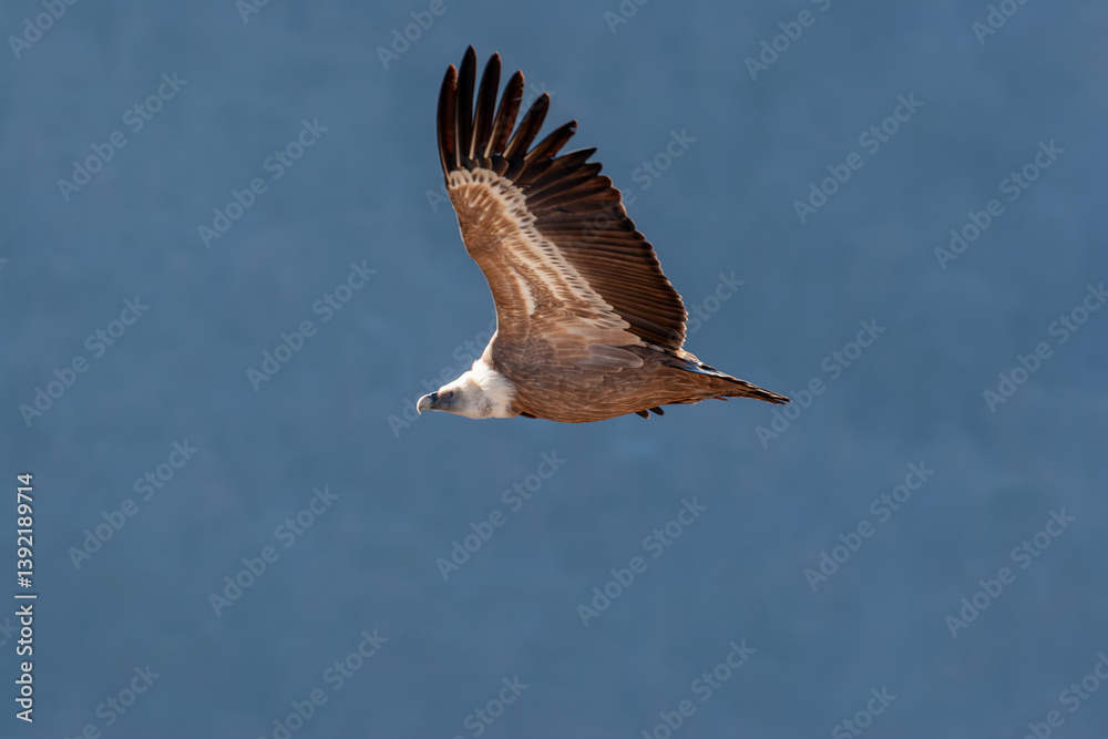 Obraz premium A majestic Eurasian Griffon Vulture (Gyps fulvus) soars gracefully against a clear blue sky. This large bird of prey is captured in flight, showcasing its impressive wingspan and distinctive plumage.