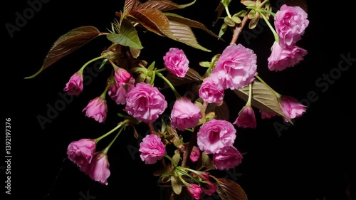 Time lapse footage of blooming pink Prunus serrulata var. lannesiana (Carri.) Makino blossoms isolated on black background, many flowers blooming from bud to full blossom together, 4k b roll video.