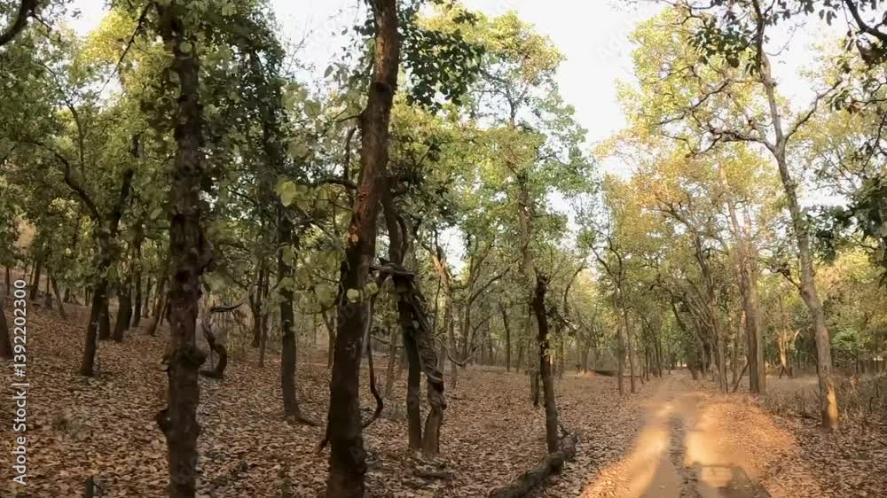Jungle Tree Slow Motion Drive Jungle Tree Slow Motion Drive