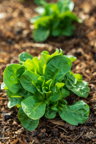 Fotografija Edible, Lamb's lettuce, a green leafy vegetable for salad, growing in ground cov
