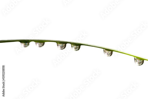 several water droplets glisten and hang delicately from a single, slender leaf
