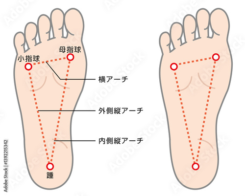 足裏アーチの説明イラスト