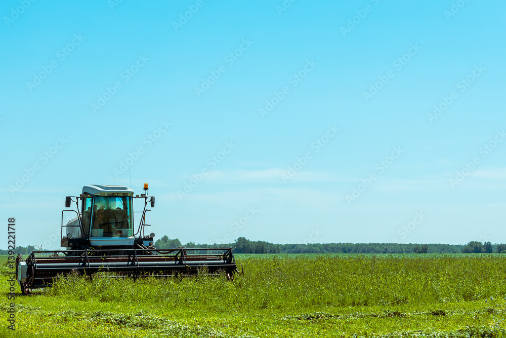 Fototapeta premium A tractor based on a combine harvester harvests the grass on the field