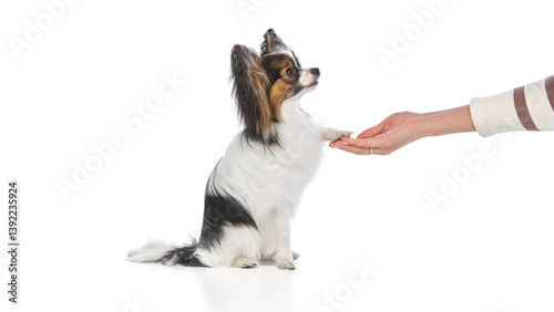 Fotografie Smart, adorable Papillon dog calmly sitting and giving paw to person, following commands isolated on white background