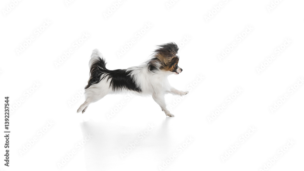 Obraz premium Active and playful Papillon dog with fluffy fur running, playing, exploring isolated on white background. Concept of animals, pet care, grooming, wellness, vet care. Copy space for ad