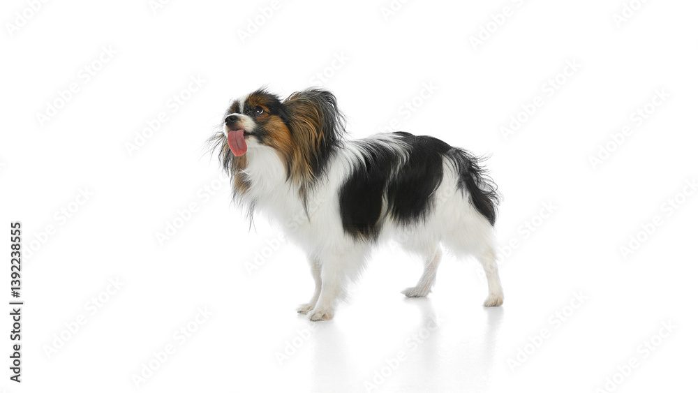 Fototapeta premium Funny purebred Papillon dog standing and licking with tongue sticking out isolated on white background. Concept of animals, pet care, grooming, wellness, vet care. Copy space for ad