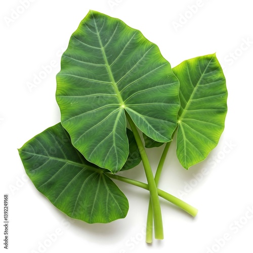 Fresh Taro Leaves (Arbi Patta), Edible Green Vegetable