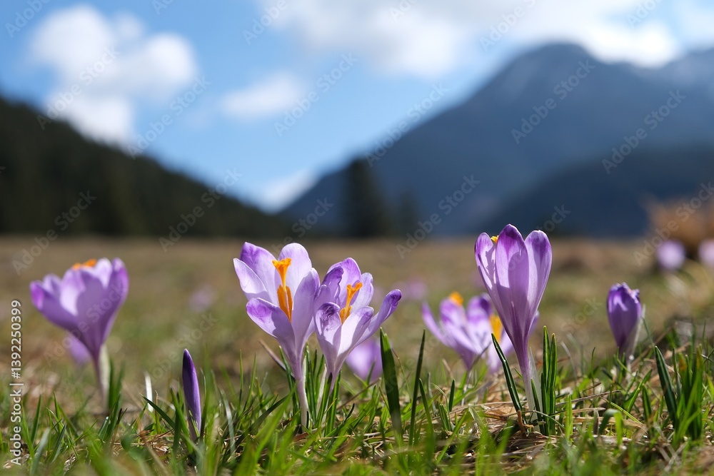 Glade of blooming purple crocuses with mountains in background. Chochołowska Valley, Zakopane, Tatra Mountains, Poland
