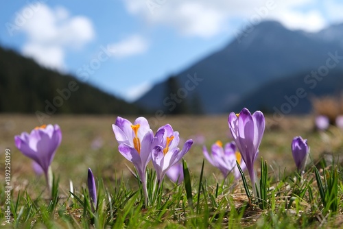 Obraz na płótnie Glade of blooming purple crocuses with mountains in background. Chochołowska Valley, Zakopane, Tatra Mountains, Poland w salonie