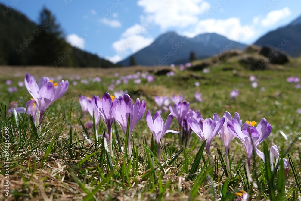 Glade of blooming purple crocuses with mountains in background. Chochołowska Valley, Zakopane, Tatra Mountains, Poland Glade of blooming purple crocuses with mountains in background. Chochołowska Valley, Zakopane, Tatra Mountains, Poland