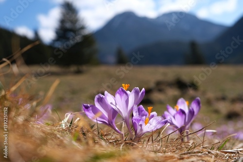 Glade of blooming purple crocuses with mountains in background. Chochołowska Valley, Zakopane, Tatra Mountains, Poland