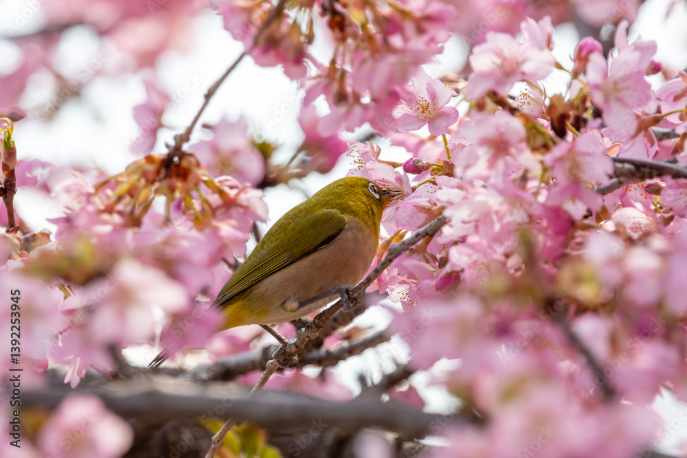 桜の花とメジロの春景色