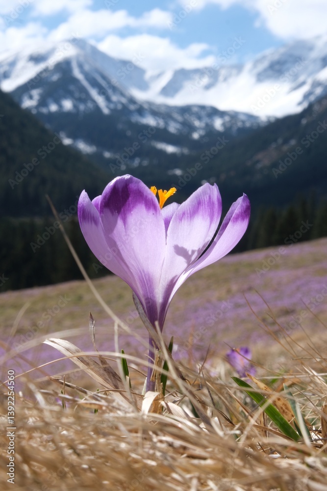 Single blooming purple crocus on mountain glade with mountains in background. Chochołowska Valley, Zakopane, Tatra Mountains, Poland