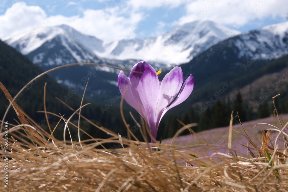 Single blooming purple crocus on mountain glade with mountains in background. Chochołowska Valley, Zakopane, Tatra Mountains, Poland
