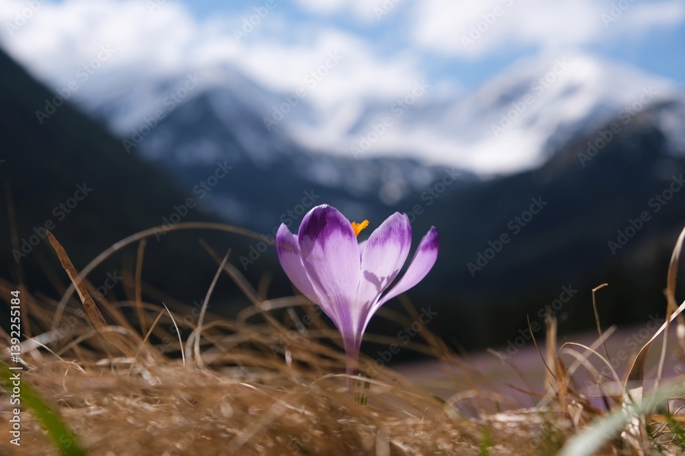 Single blooming purple crocus on mountain glade with mountains in background. Chochołowska Valley, Zakopane, Tatra Mountains, Poland