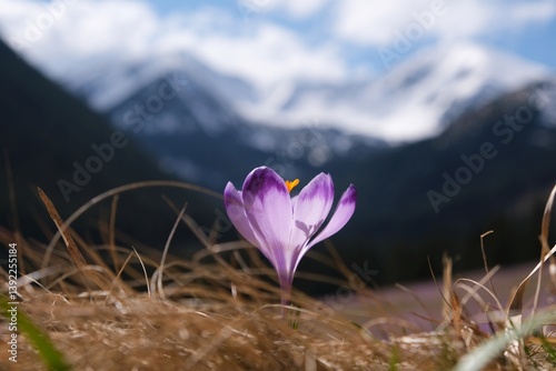 Single blooming purple crocus on mountain glade with mountains in background. Chochołowska Valley, Zakopane, Tatra Mountains, Poland