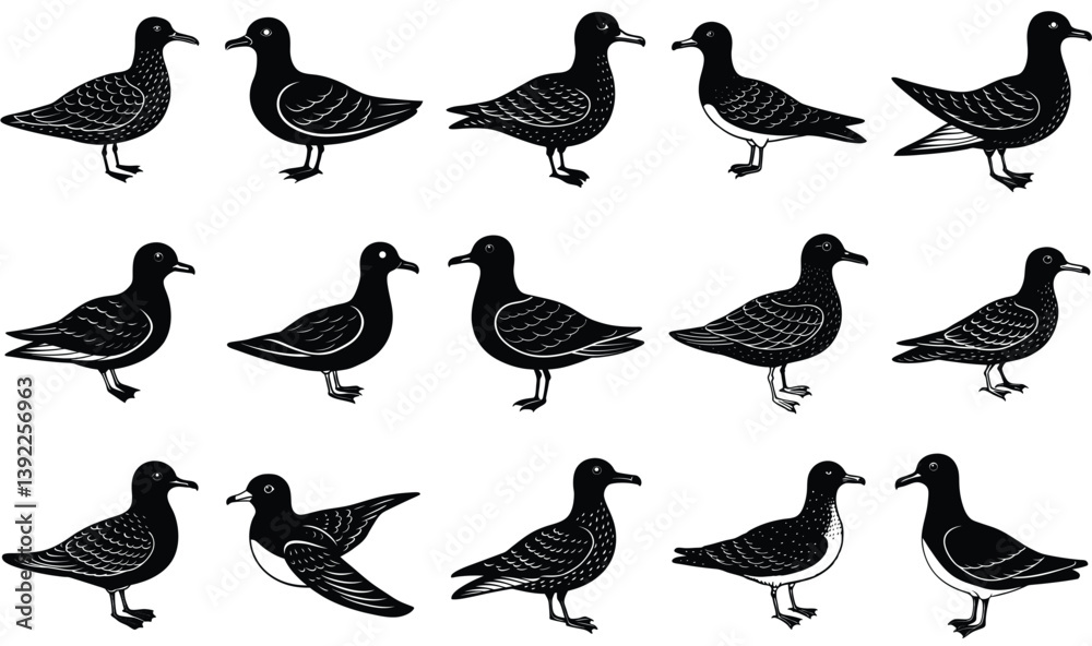 Fototapeta premium petrel vector bird