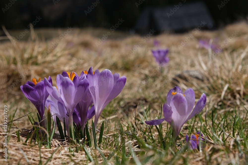 Blooming purple crocuses in mountain glade in Chochołowska Valley, Zakopane, Tatra Mountains, Poland