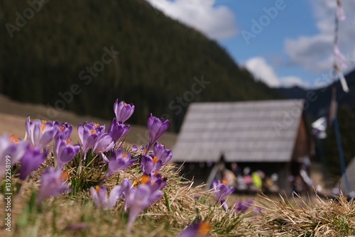 Obraz na płótnie Blooming purple crocuses on mountain glade and shepherd's in background. Chochołowska Valley, Zakopane, Tatra Mountains, Poland w salonie