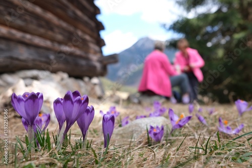 Obraz na płótnie Blooming purple crocuses next to shepherd's hut and silhouettes of women in pink jackets in background. Chochołowska Valley, Zakopane, Tatra Mountains, Poland w salonie