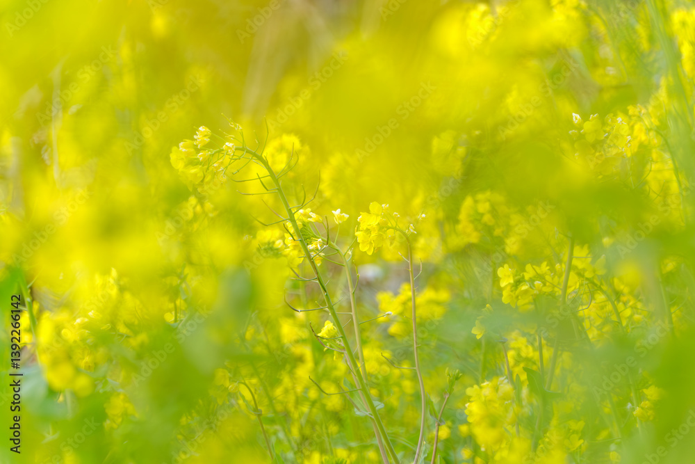 春の菜の花畑と柔らかな光