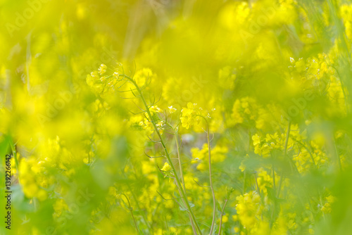 春の菜の花畑と柔らかな光