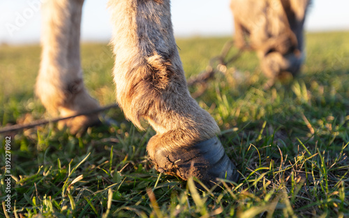 Donkey's hooves close-up. Even-toed ungulate.