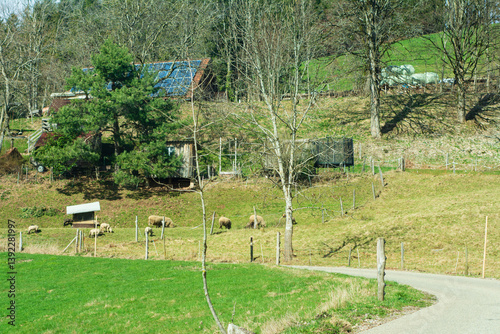 Wallpaper Mural Serenity unfolds in a pastoral landscape where sheep graze peacefully near a solar-powered farm under the calm afternoon sun, a hidden gem in nature's embrace Torontodigital.ca