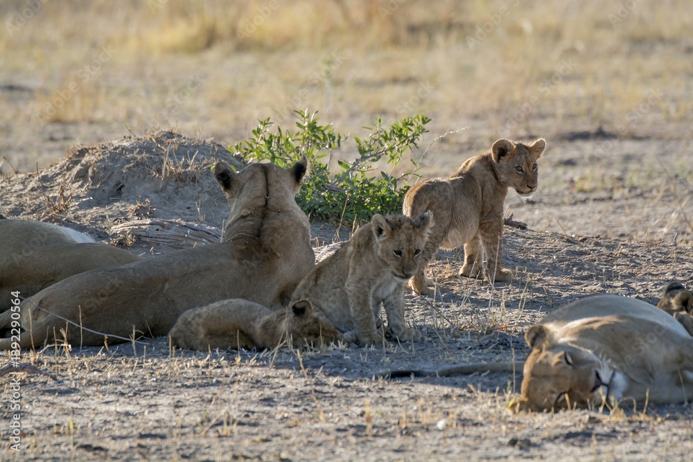 Famiglia di leoni che si nutre, botswana africa Famiglia di leoni che si nutre, botswana africa