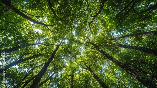 Upward View Lush Green Tree Canopy Sunlight Shining Through Leaves Skyward Perspective