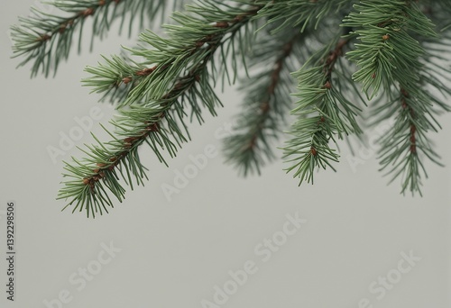 pine green transparent twigs background garland christmas isolated fresh object beautiful tree twig branch holiday lush traditional season conifer white evergreen fir needle decoration festoon part