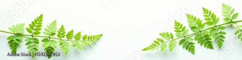 Delicate fern fronds scattered on a crisp white background, texture, nature, plant