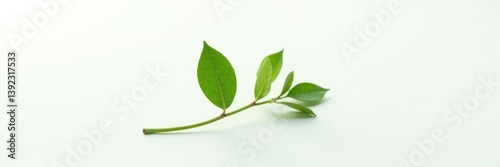 A single stem with leaves on a white background, plant, flora, nature