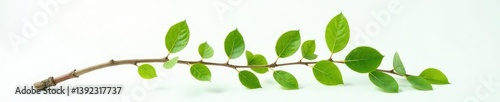 A single branch with leaves extends from a central trunk on a white surface, greenery, white background, tree parts
