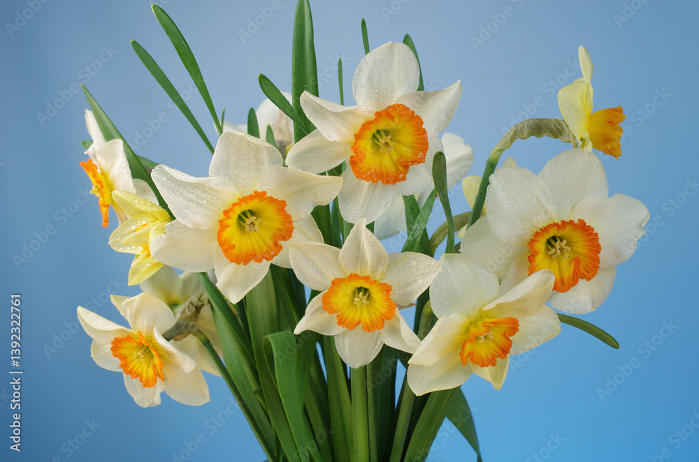 Obraz premium White and yellow daffodils on a blue background.