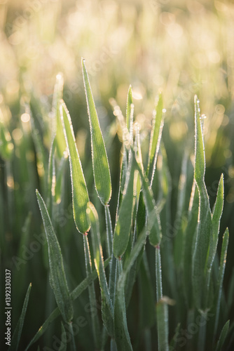 Closeup pf cereal crop at ear peep in the Wheatbelt of Western Australia