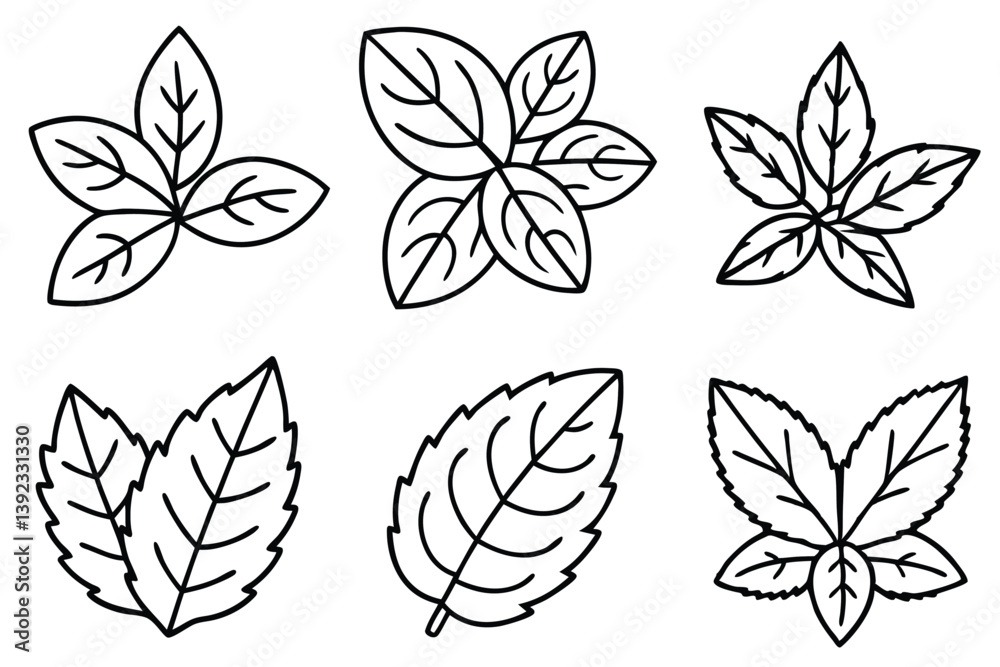 Fototapeta premium Oregano Leaf Line Art Detailed Sketch for Botanical Illustration Artwork 