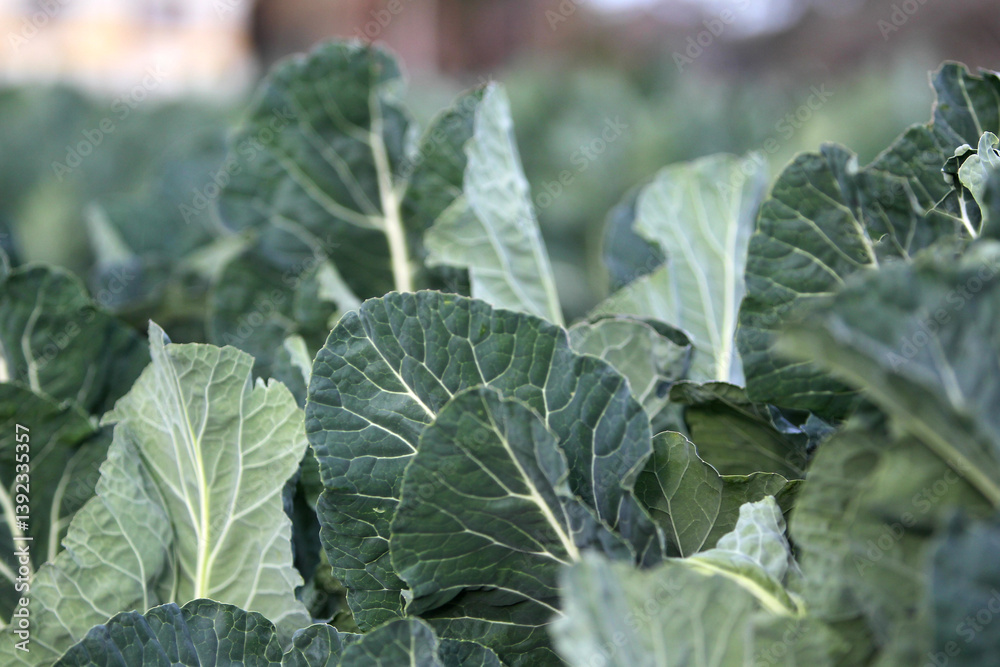 cabbage leaves cabbage leaves