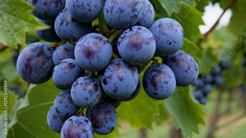 The Ripe Grape Cluster