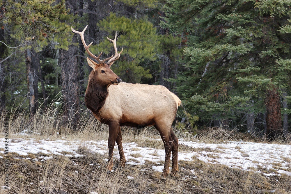 Fototapeta premium Banff, Alberta, Canada