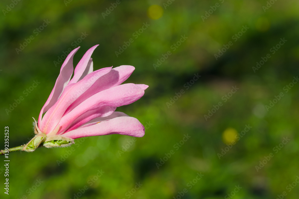 pink magnolia flower on a sunny spring day close-up pink magnolia flower on a sunny spring day close-up