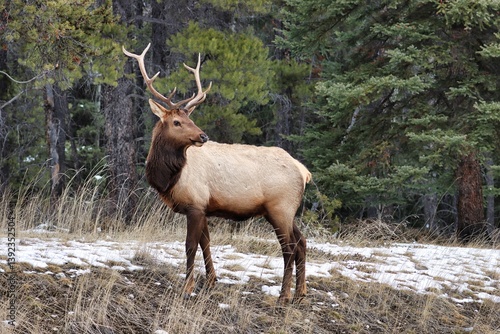 Fototapeta Naklejka Na Ścianę i Meble -  Banff, Alberta, Canada