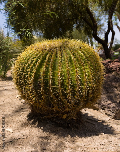 Big Golden Bareel cactus in a landscaped desert garden