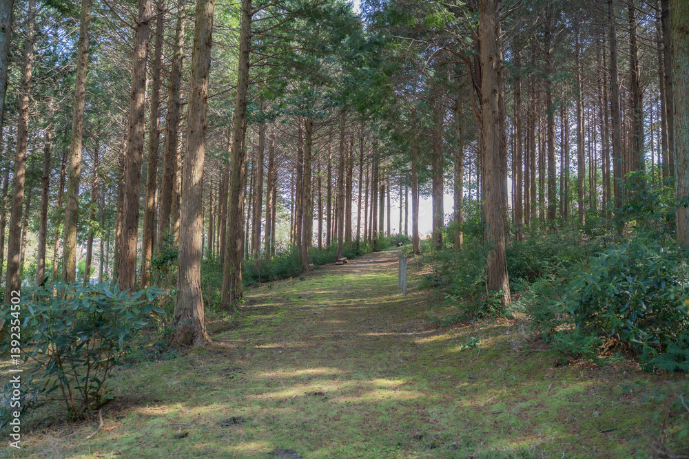 Obraz premium 森の中