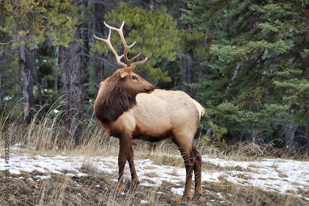 Fototapeta premium Banff, Alberta, Canada